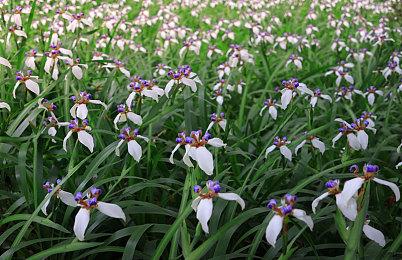 国行版PS5三色主机盖6月发售 官方定价399元